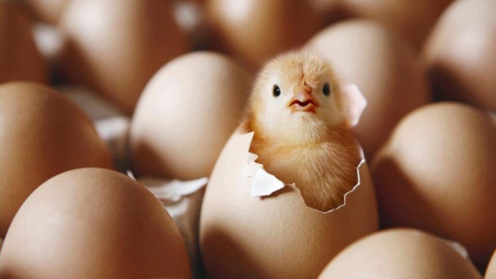 Aprende a decir 'gallina' en inglés de manera sencilla