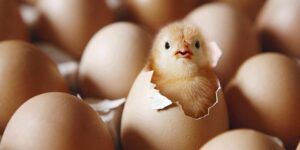 aprende a decir gallina en ingles de manera sencilla
