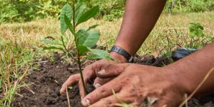 como ensenar a los ninos a sembrar una planta en simples pasos