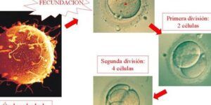 como se manifiesta la fecundacion del ovulo