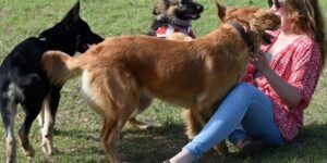 los perros pueden detectar el aura humana