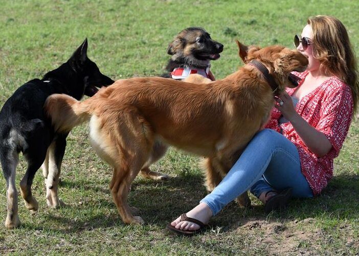 los perros pueden detectar el aura humana