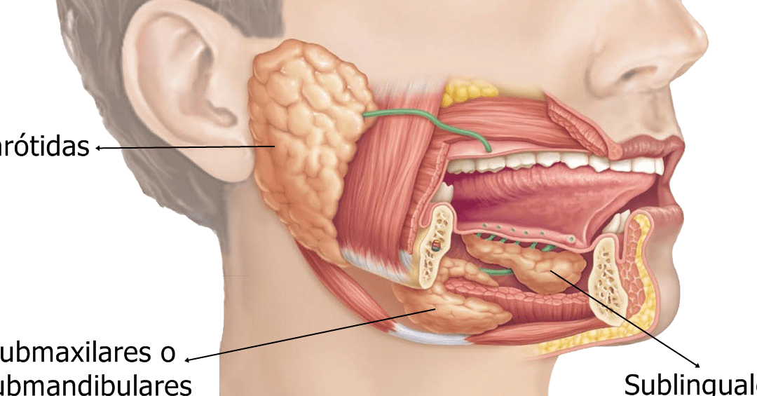 protuberancia en el frenillo lingual