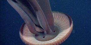 secuelas de la picadura de medusa tras 10 dias