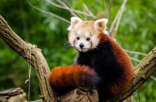 animales sabios y viajes