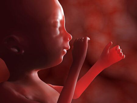 bebe en desarrollo prenatal