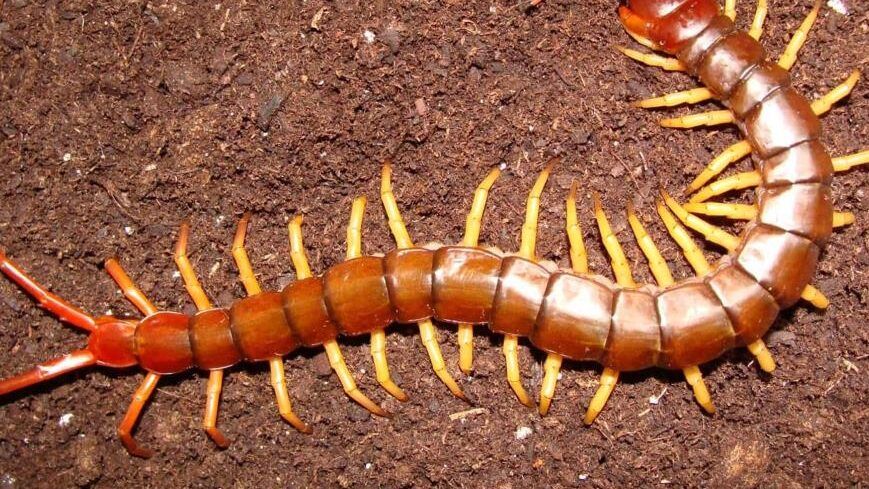 ciempies y remedios caseros