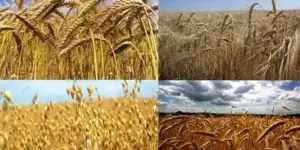 cultivo de cereales en crecimiento