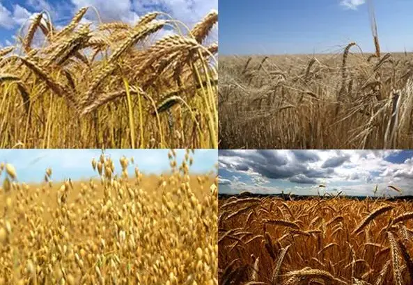 cultivo de cereales en crecimiento