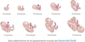 desarrollo fetal por semanas
