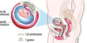 embarazo de 8 semanas movimientos fetales