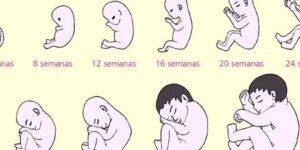 embarazo y desarrollo embrionario