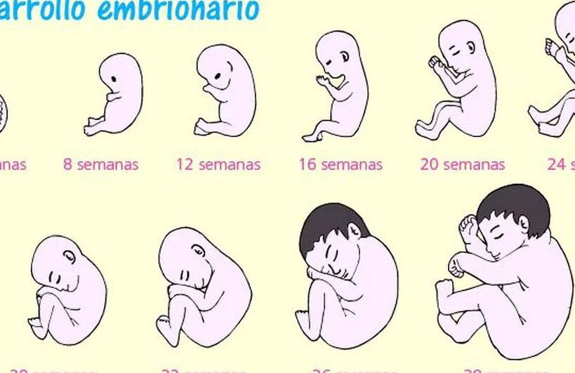 embarazo y desarrollo embrionario