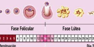 etapas del ciclo menstrual