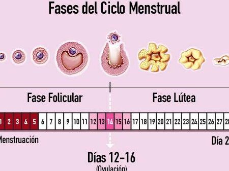 etapas del ciclo menstrual