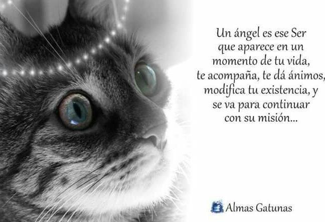gatos y versos