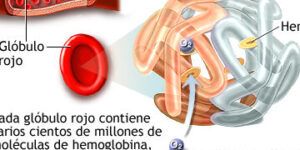 hierro en la sangre