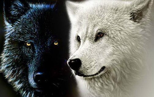 la dualidad del lobo