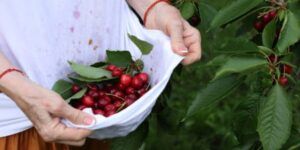 manchas de cereza en ropa