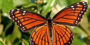 mariposa peligrosa