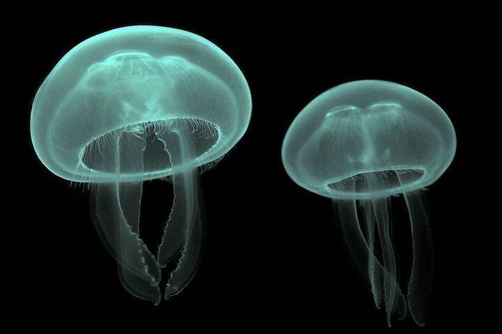 medusa marina en el agua