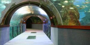 oceanografico atracciones y experiencia