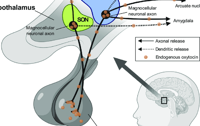 oxitocina y sus beneficios