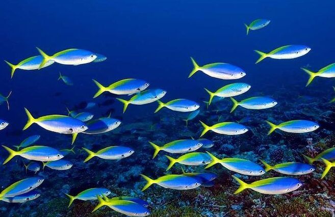 peces de colores nadando juntos