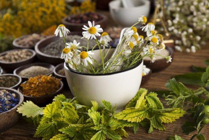 planta medicinal