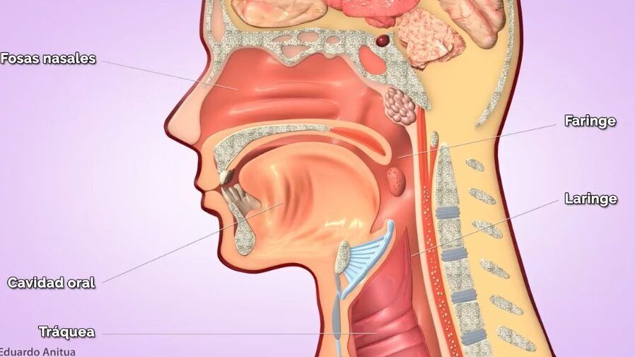 respiracion nasal correcta