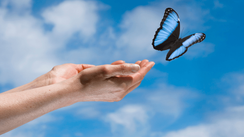viaje de transformacion con mariposas