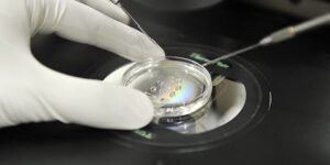 embriones en placa de laboratorio