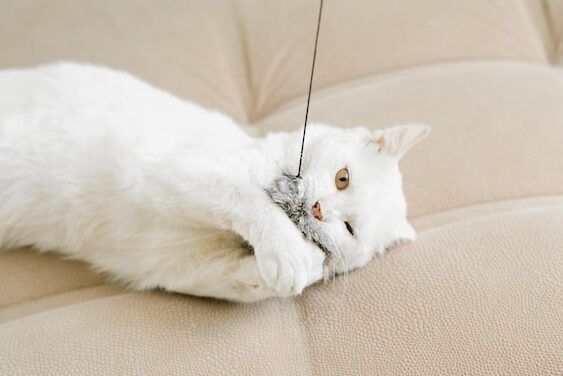 gato blanco jugando con juguete