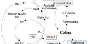 metionina y colina salud alimentaria