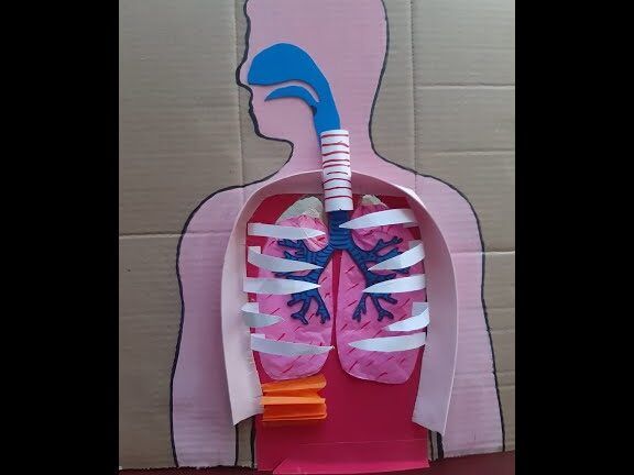 aparato respiratorio casero economico