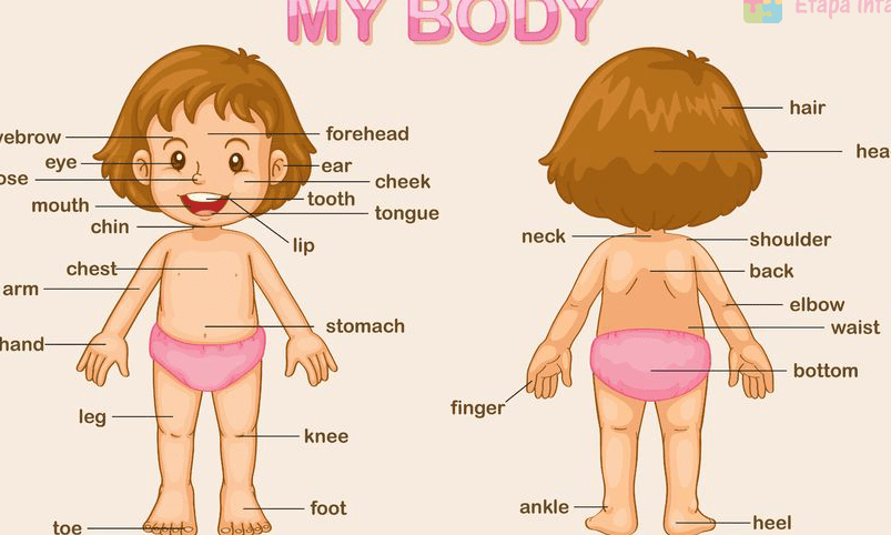 aprende partes cuerpo ingles divertida