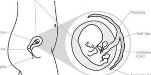 crecimiento fetal en tercer mes