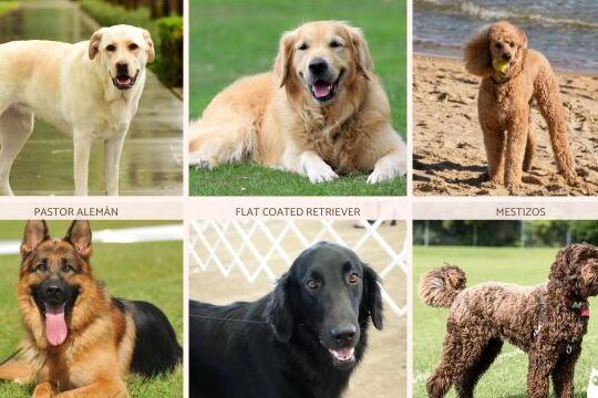 guia de razas de perros