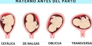 posicion fetal en vientre materno