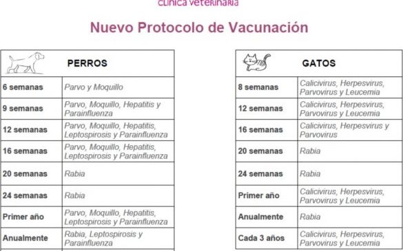 calendario de vacunacion y protocolo