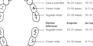 cronologia de la denticion en ninos