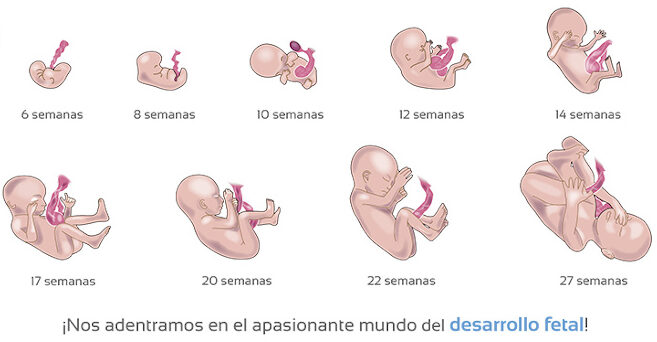 desarrollo fetal y etapas del embarazo