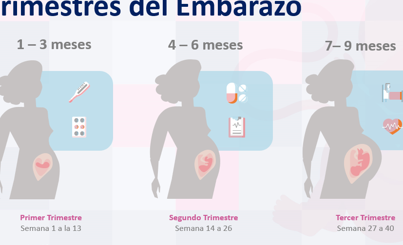ecografias durante el embarazo