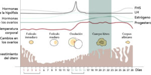 hormonas y ovulacion en detalle