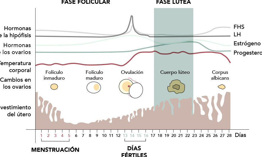 hormonas y ovulacion en detalle