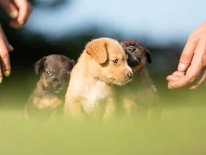 pasos para adoptar en madrid