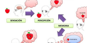 proceso de aprendizaje basado en cognicion