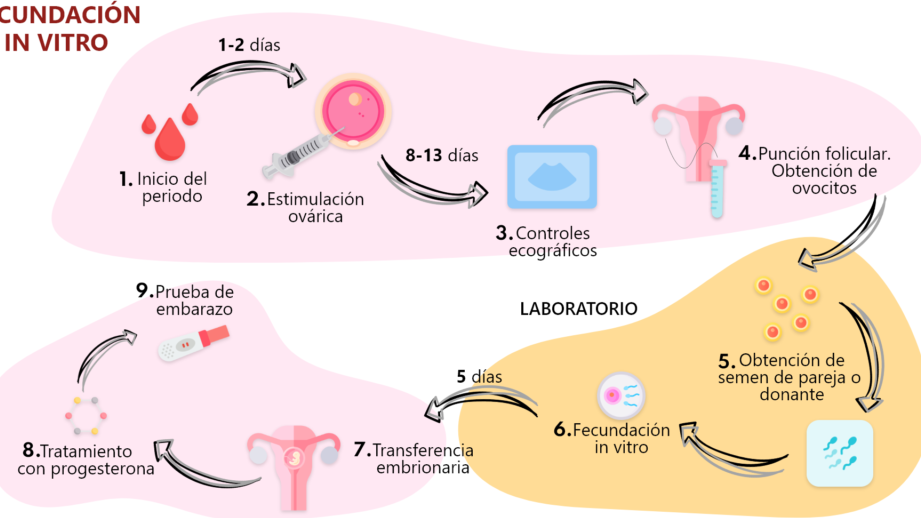 proceso de fiv y fecundacion in vitro