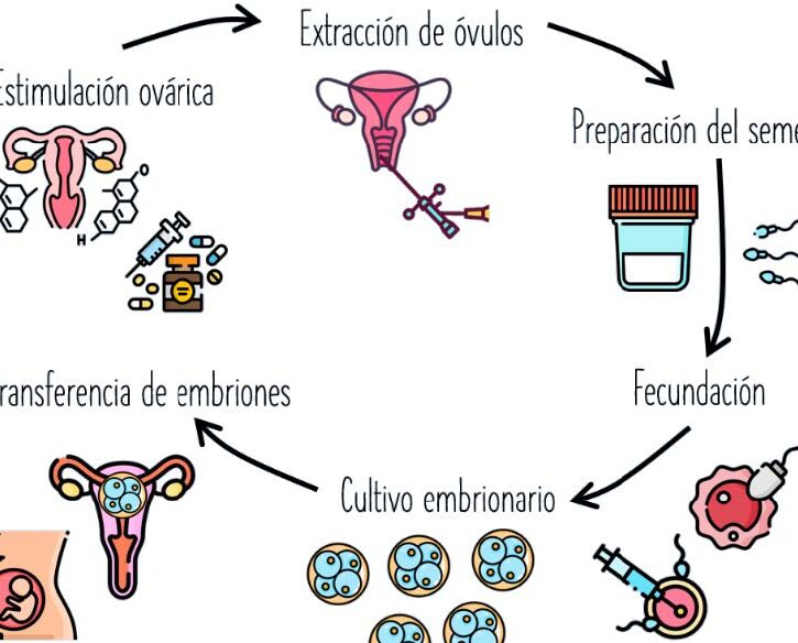 proceso de preparacion para fecundacion in vitro