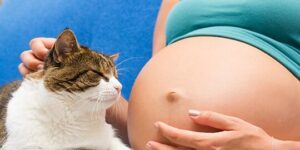 riesgos de la toxoplasmosis en el embarazo